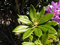 Rhododendron Ponticum subsp Ponticum, Asie mineure (1) (Photo F. Mrugala)